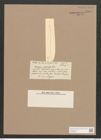 Pleurosigma arafurense Castr. (de-Toni-Nr.: Genus 13, Species 1022) Zeichnungen Sammlung Grunow Nr. 2084 (NHMW-BOT-W0368951)